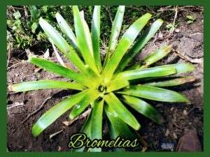 bromelias principal